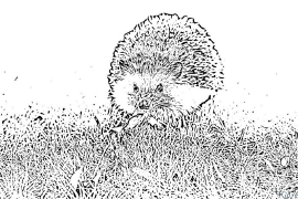 hedgehog Printable Coloring Nplooj Ntawv